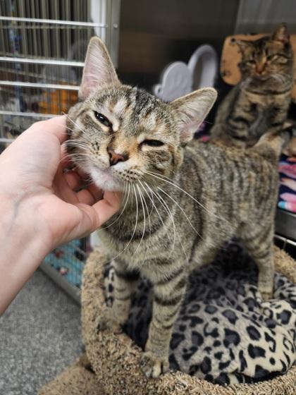 Enlarge Dory, a Adoptable mixed breed in Shawano, WI image 3/3