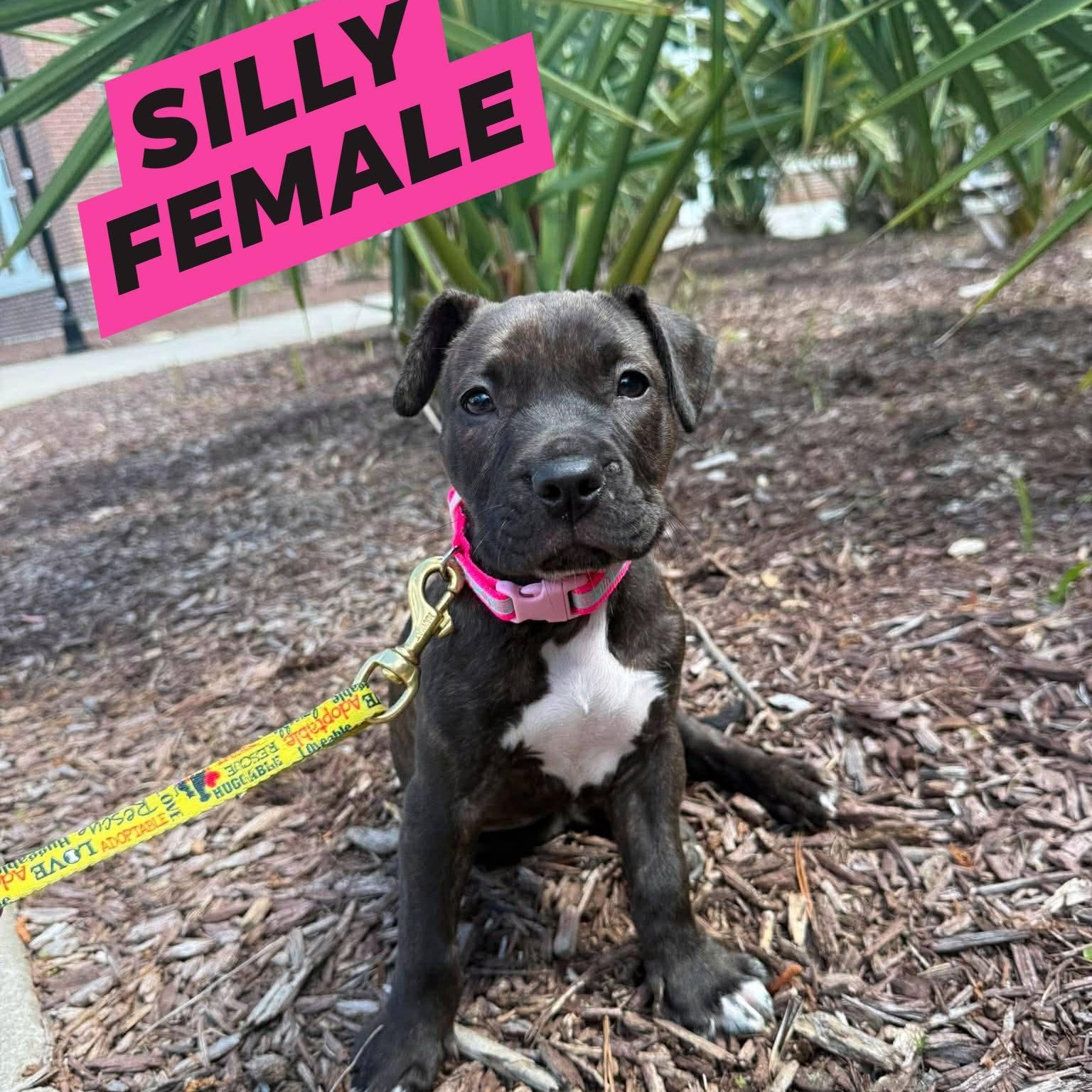 Silly , adopted, Puppy Female Plott Hound.