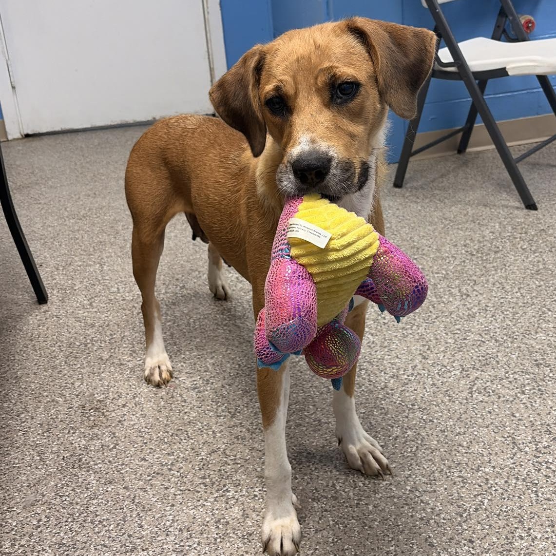 Calypso, ADOPTABLE, Young Female Labrador Retriever & Beagle.