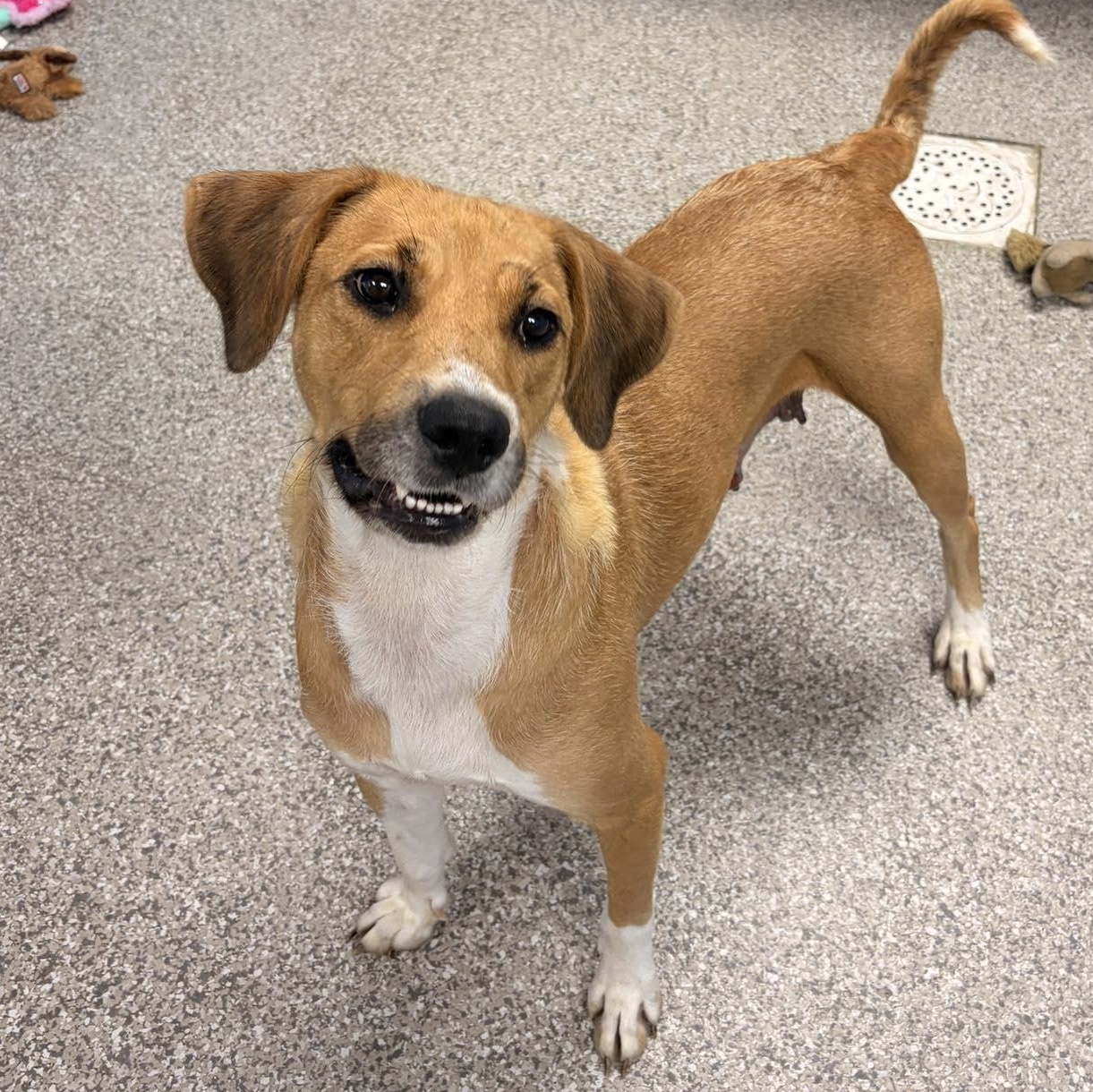 Calypso, a ADOPTABLE mixed breed in Plainville, CT image 4/4