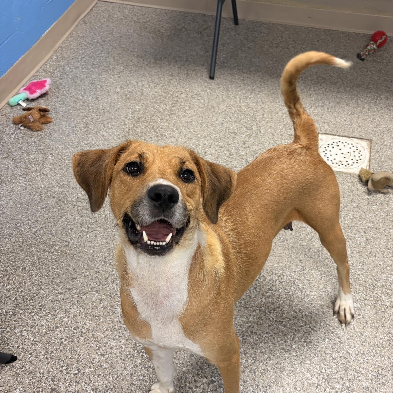 Calypso, a ADOPTABLE mixed breed in Plainville, CT image 2/4