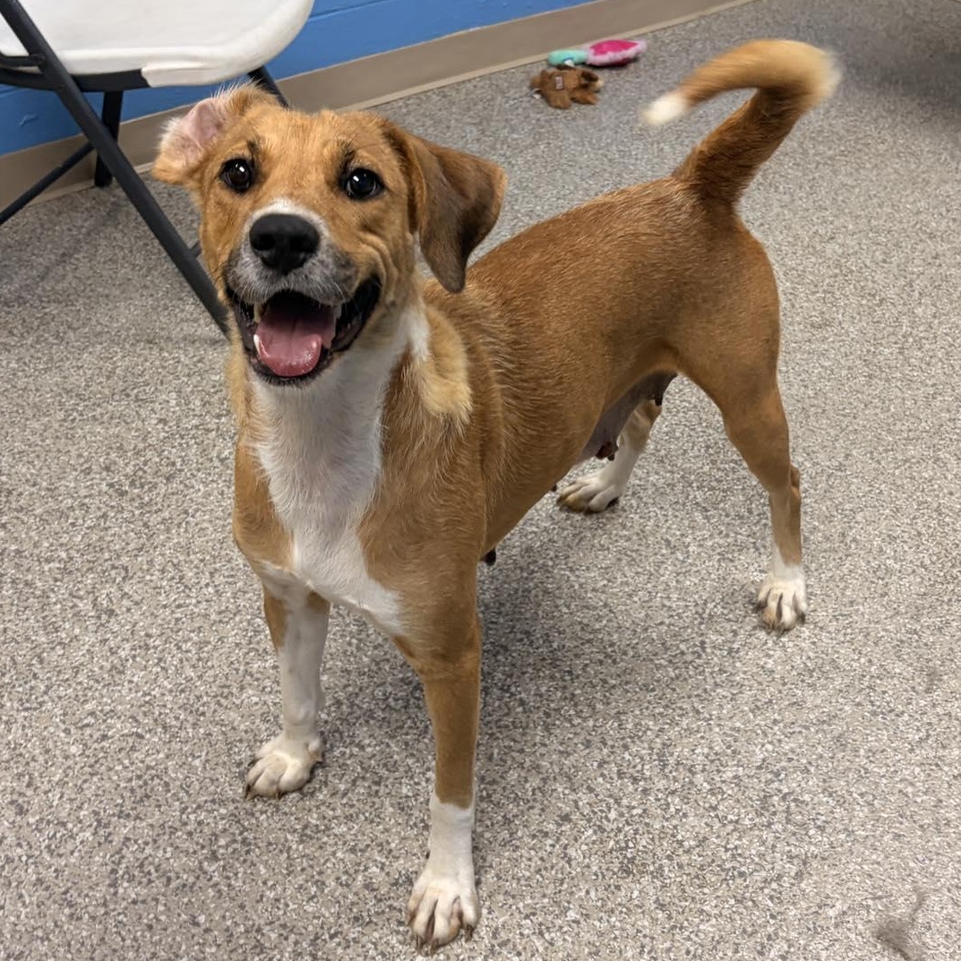 Calypso, a ADOPTABLE mixed breed in Plainville, CT image 3/4