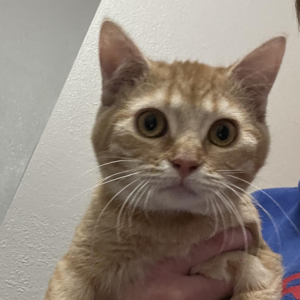 Taffy, Adoptable, Adult Female Domestic Short Hair.