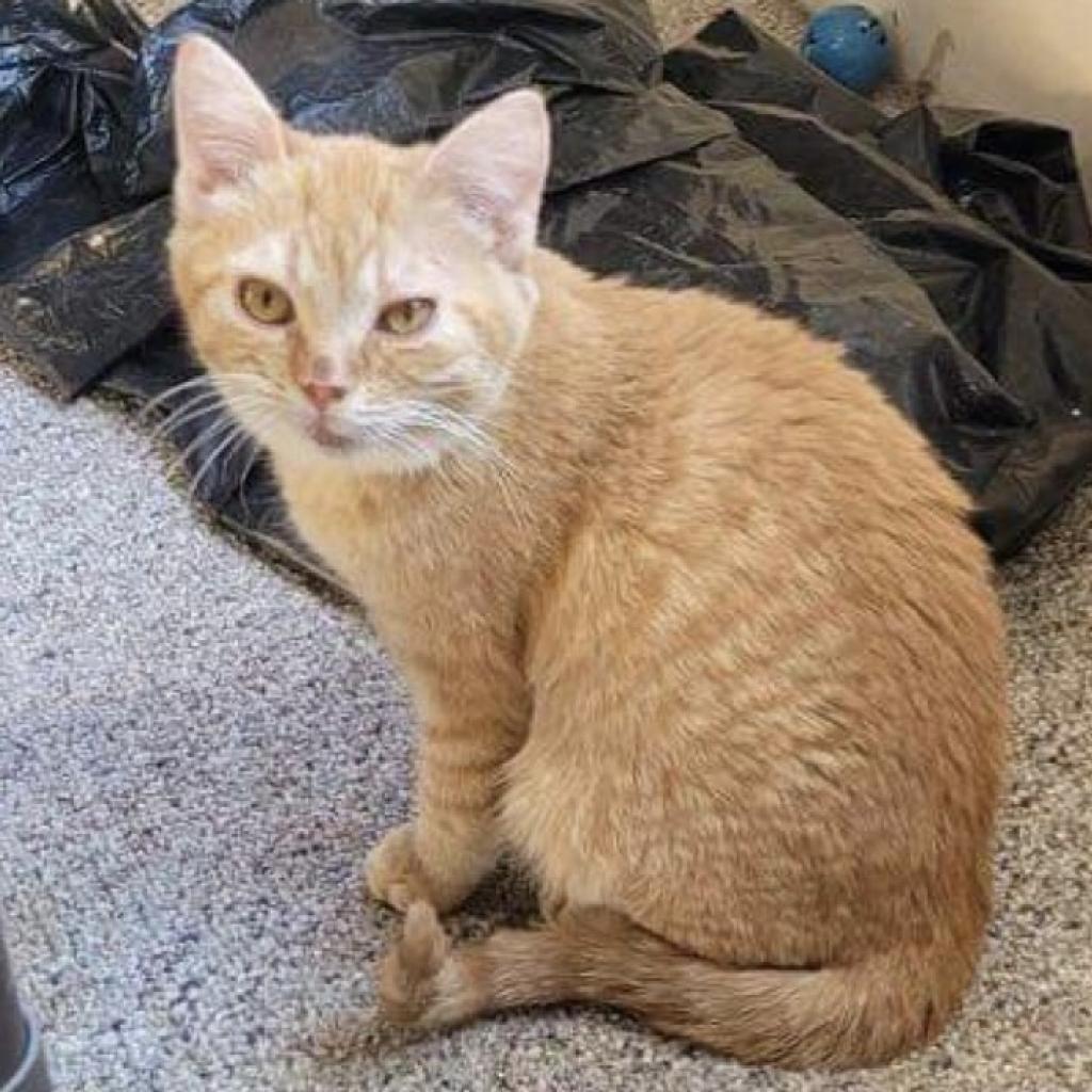 Taffy, a Adoptable Domestic Short Hair in Simpsonville, SC image 4/4