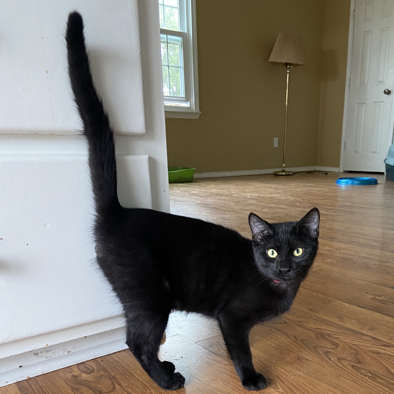 Manny, Adoptable, Young Male Domestic Short Hair.