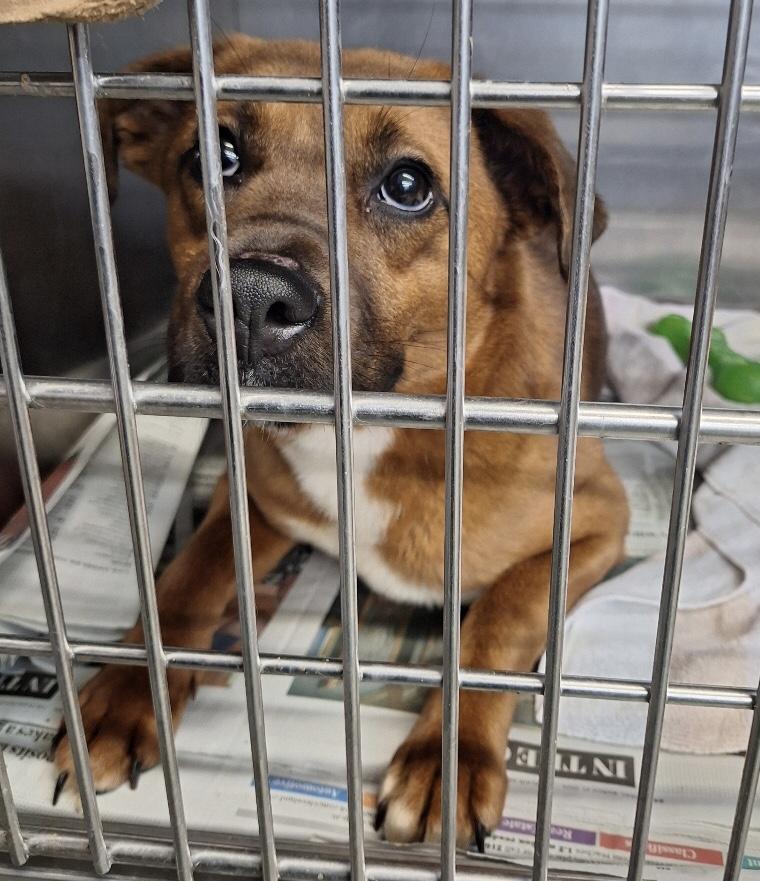 Enlarge Ruby, a ADOPTABLE mixed breed in Parma, OH image 3/3