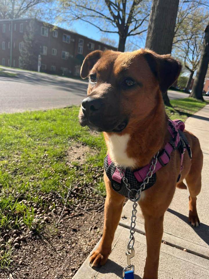Enlarge Ruby, a ADOPTABLE mixed breed in Parma, OH image 1/3