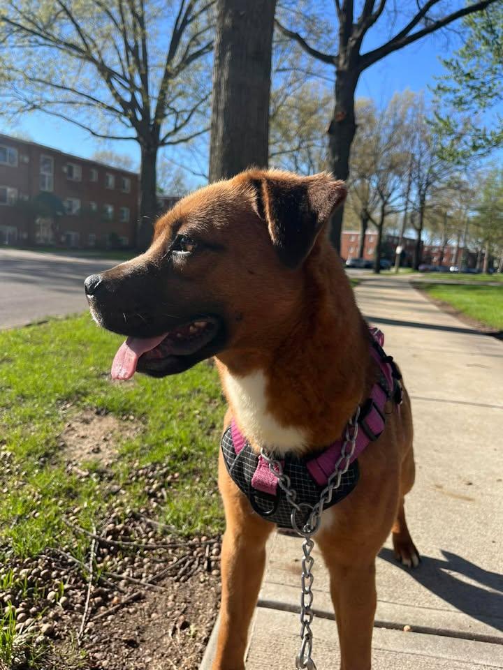 Enlarge Ruby, a ADOPTABLE mixed breed in Parma, OH image 2/3