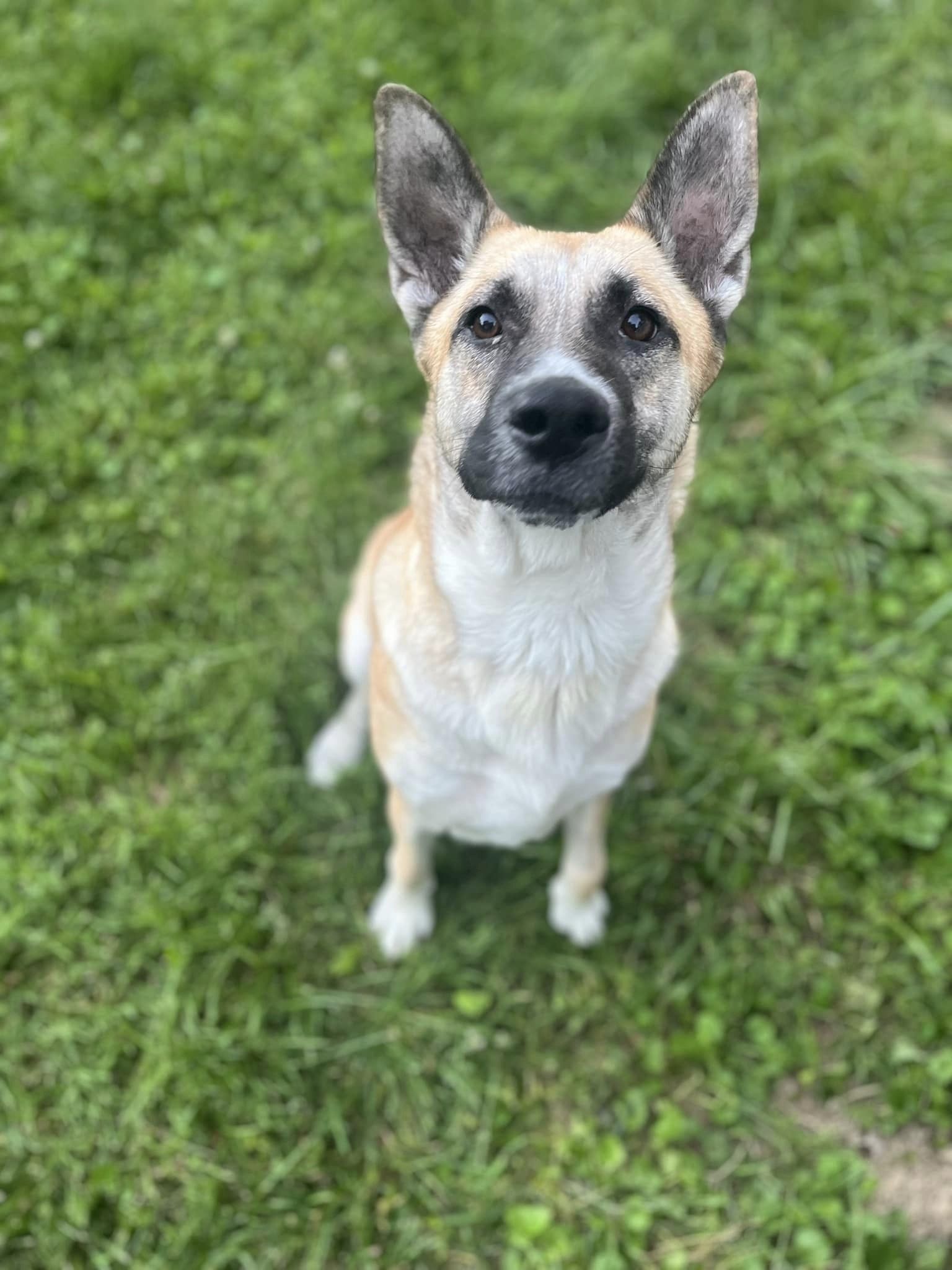 Enlarge Roxy, a Adoptable mixed breed in Nottingham, MD image 1/4