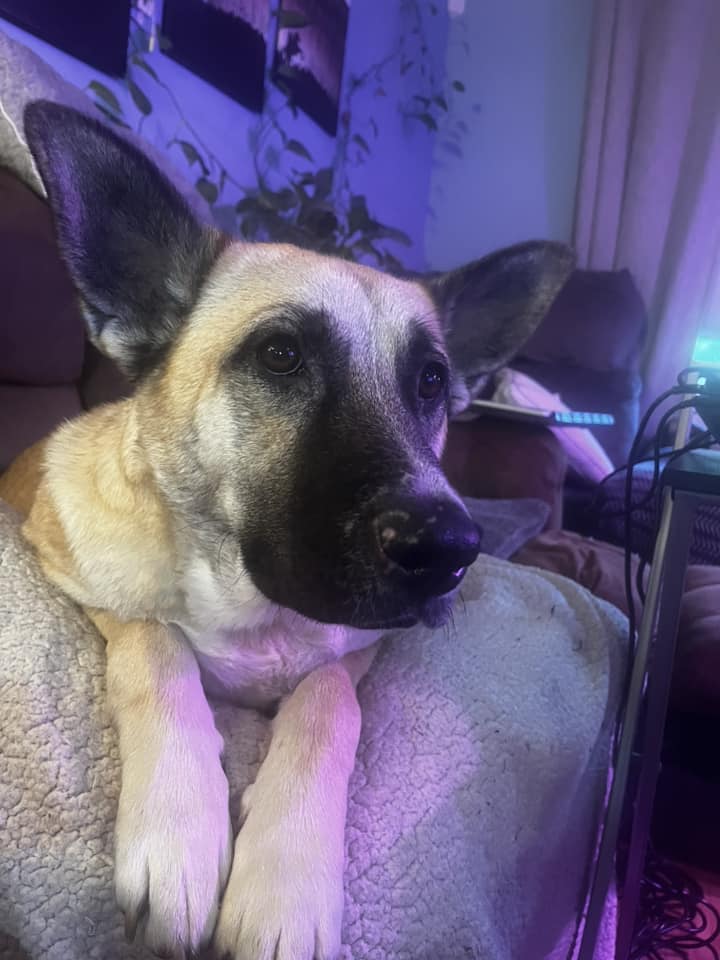 Enlarge Roxy, a Adoptable mixed breed in Nottingham, MD image 3/4