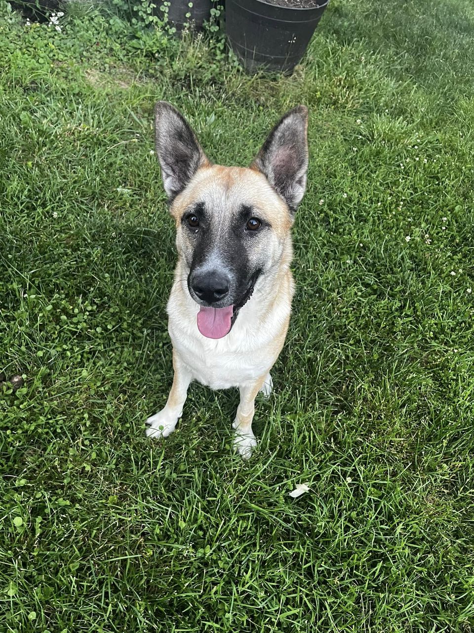 Roxy, Adult Female German Shepherd Dog