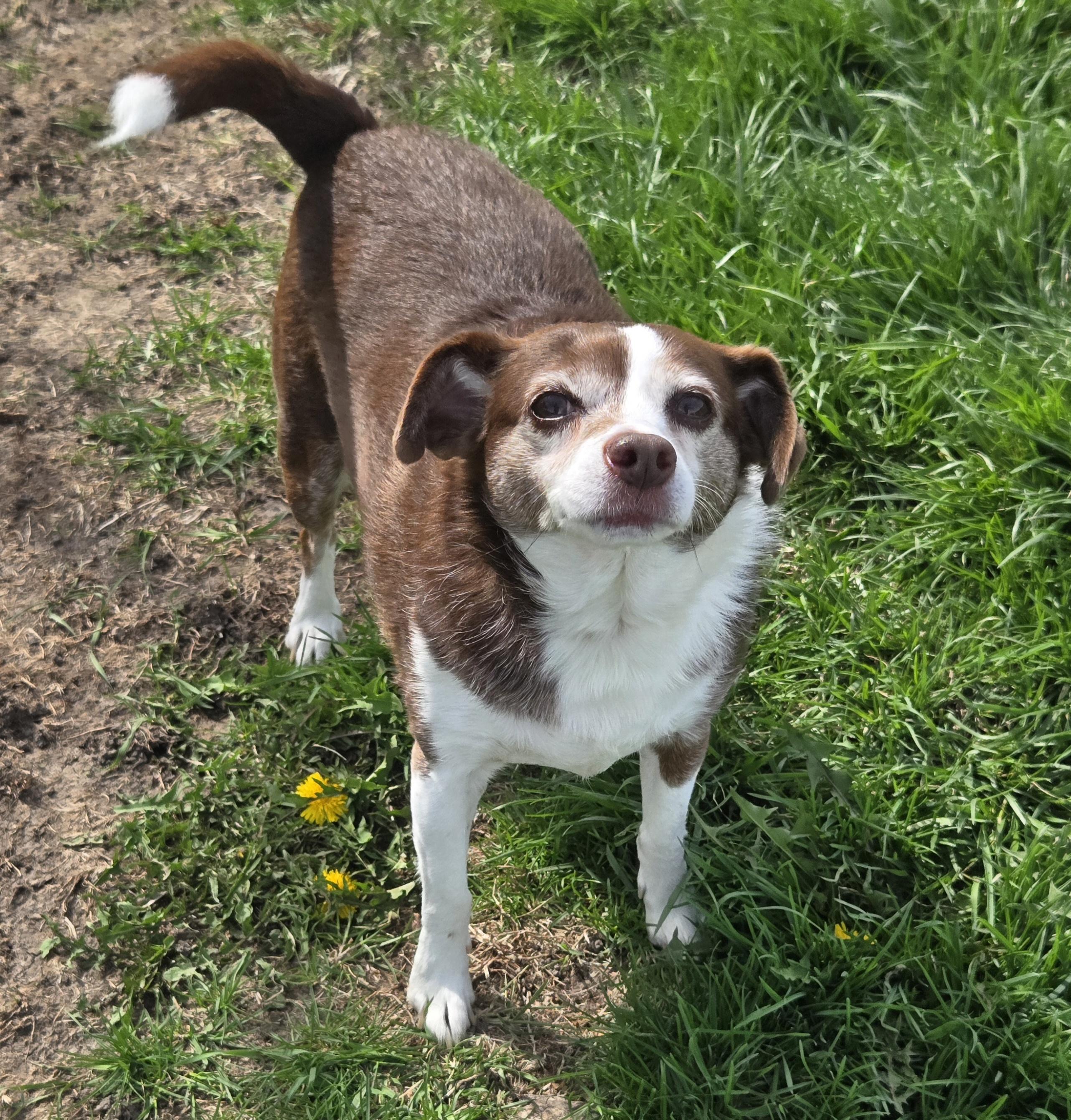 Flopsy, a ADOPTABLE mixed breed in Normal, IL image 5/5