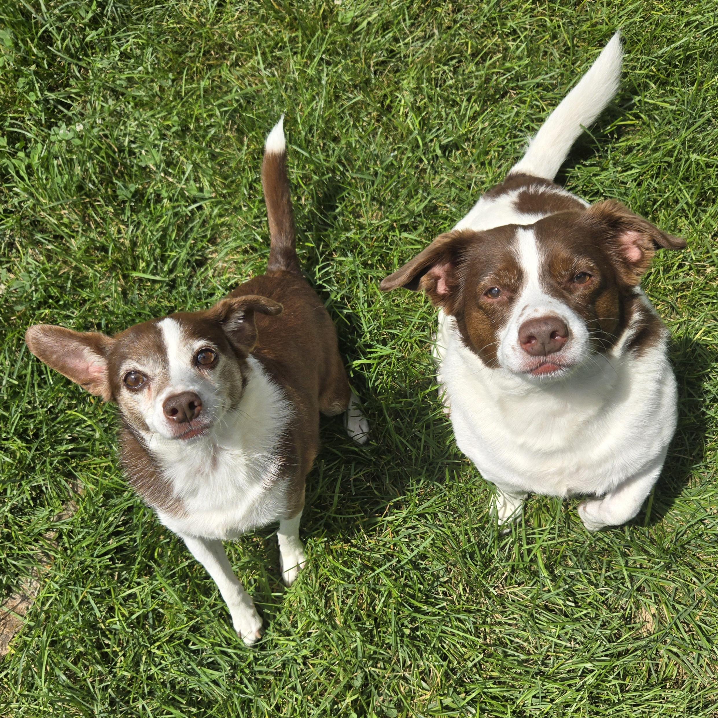 Enlarge Flopsy, a ADOPTABLE mixed breed in Normal, IL image 2/6