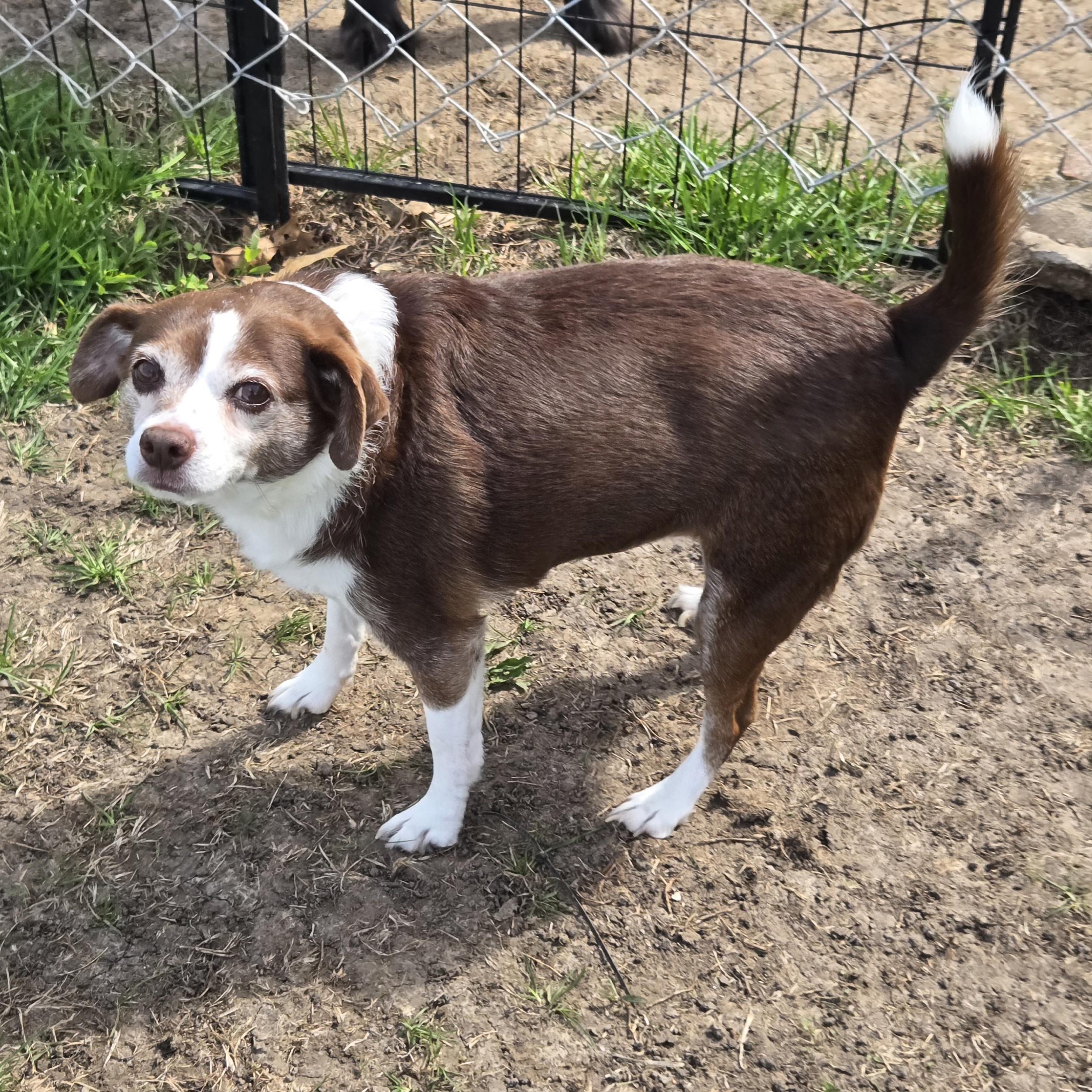 Flopsy, a ADOPTABLE mixed breed in Normal, IL image 3/5