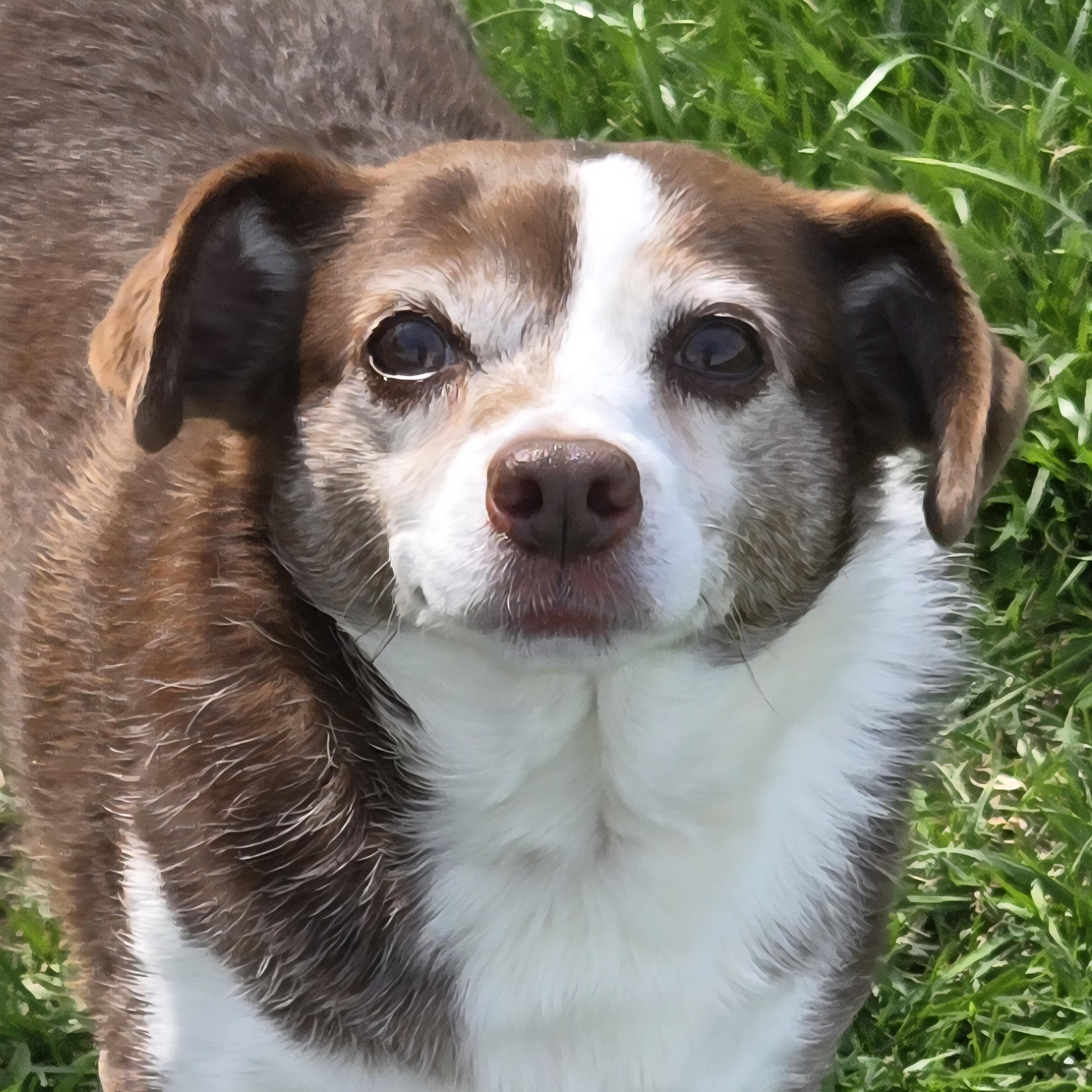 Flopsy, a ADOPTABLE mixed breed in Normal, IL image 1/5