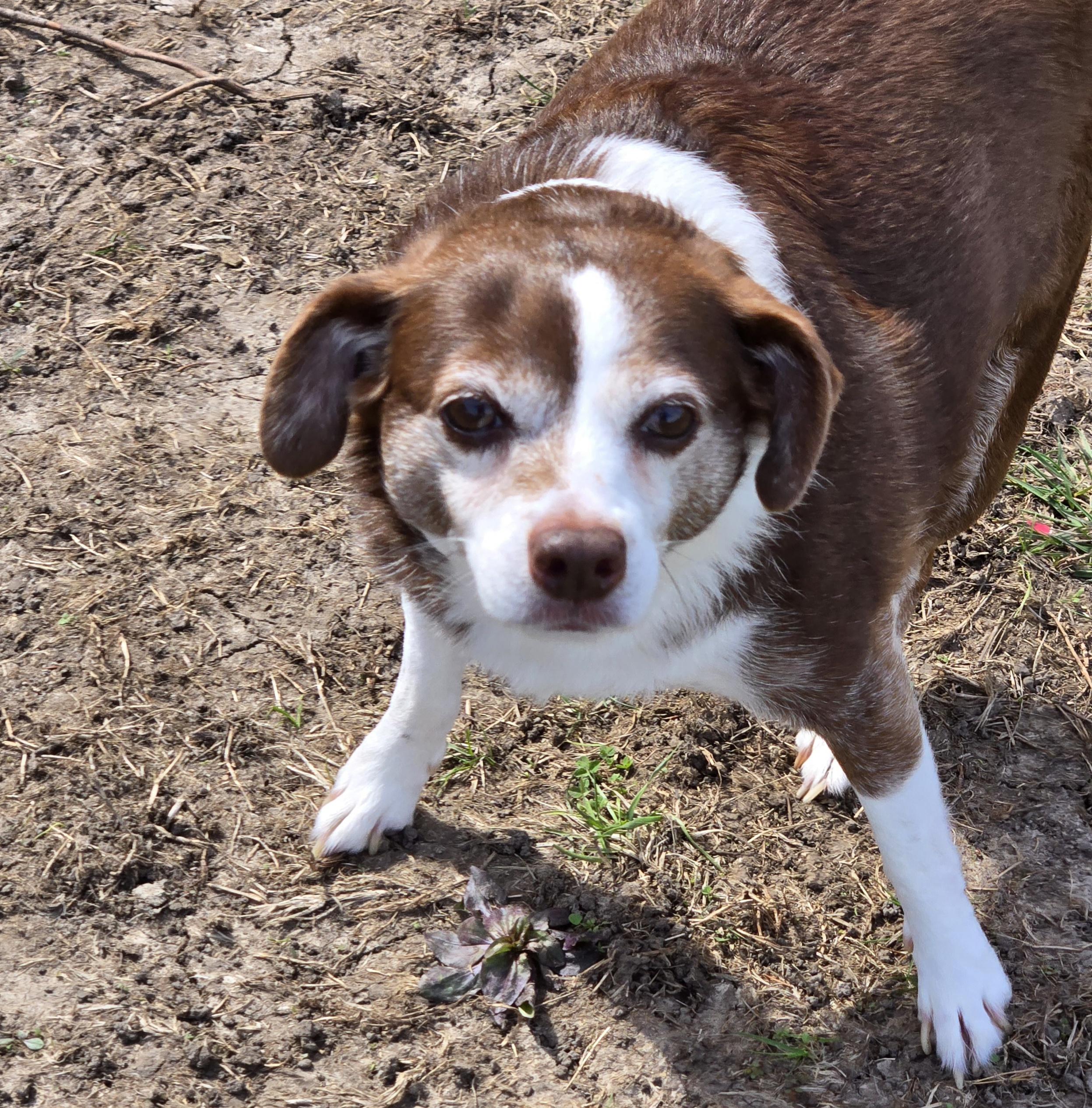 Flopsy, a ADOPTABLE mixed breed in Normal, IL image 4/5