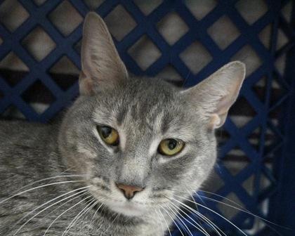 Enlarge Whitney, a Adoptable mixed breed in West Seneca, NY image 1/2
