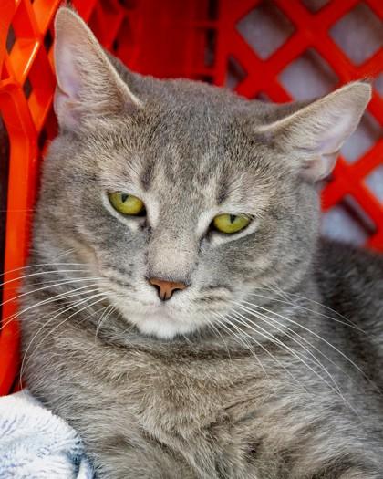 Enlarge Whitney, a Adoptable mixed breed in West Seneca, NY image 1/3