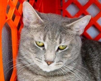 Enlarge Whitney, a Adoptable mixed breed in West Seneca, NY image 2/3