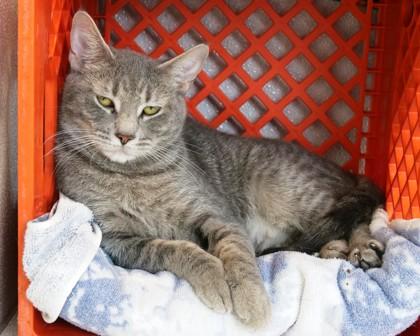 Enlarge Whitney, a Adoptable mixed breed in West Seneca, NY image 3/3