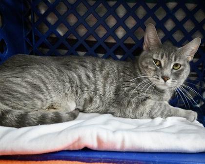 Enlarge Whitney, a Adoptable mixed breed in West Seneca, NY image 2/2