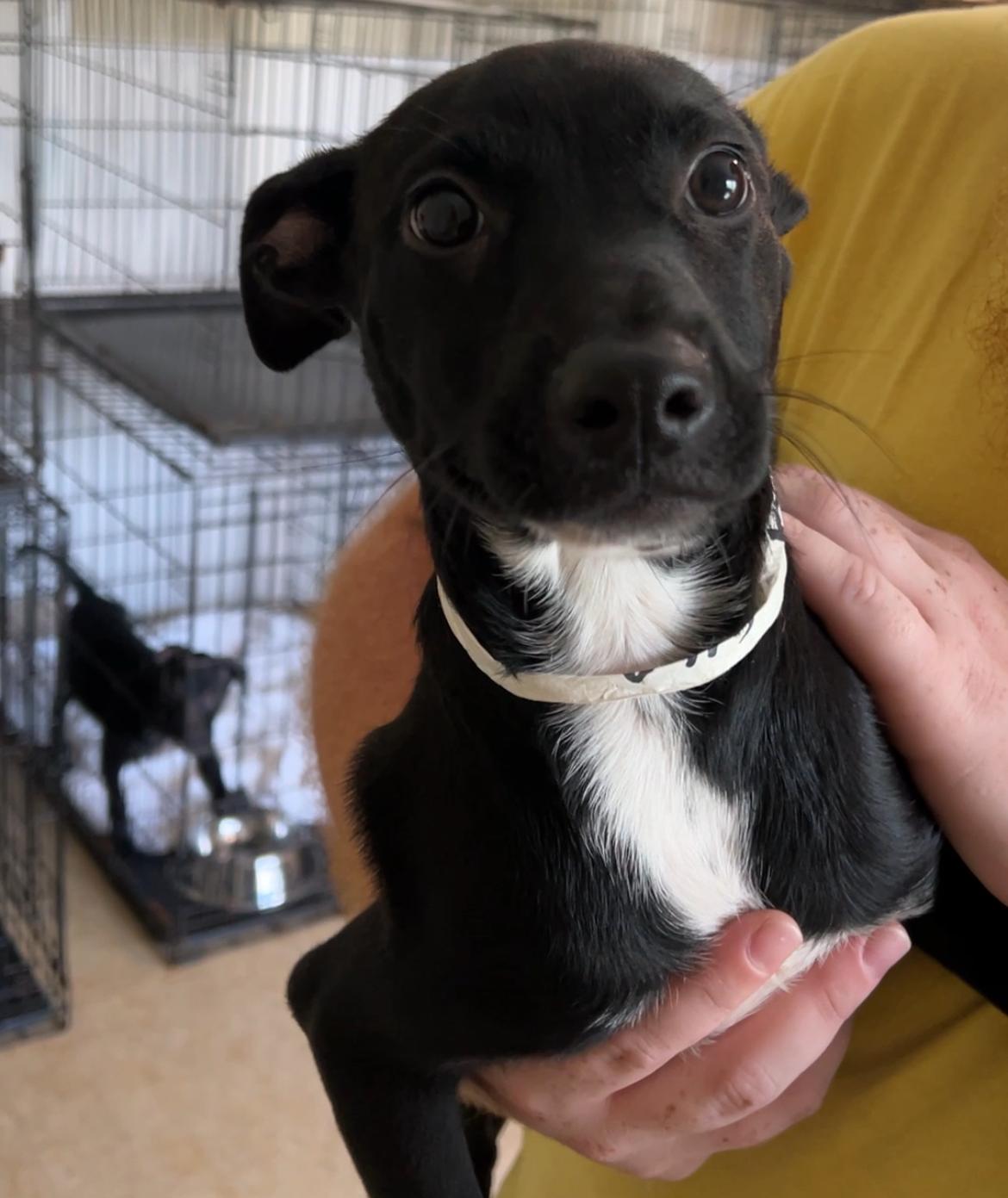 Lila 1873, Baby Female Labrador Retriever