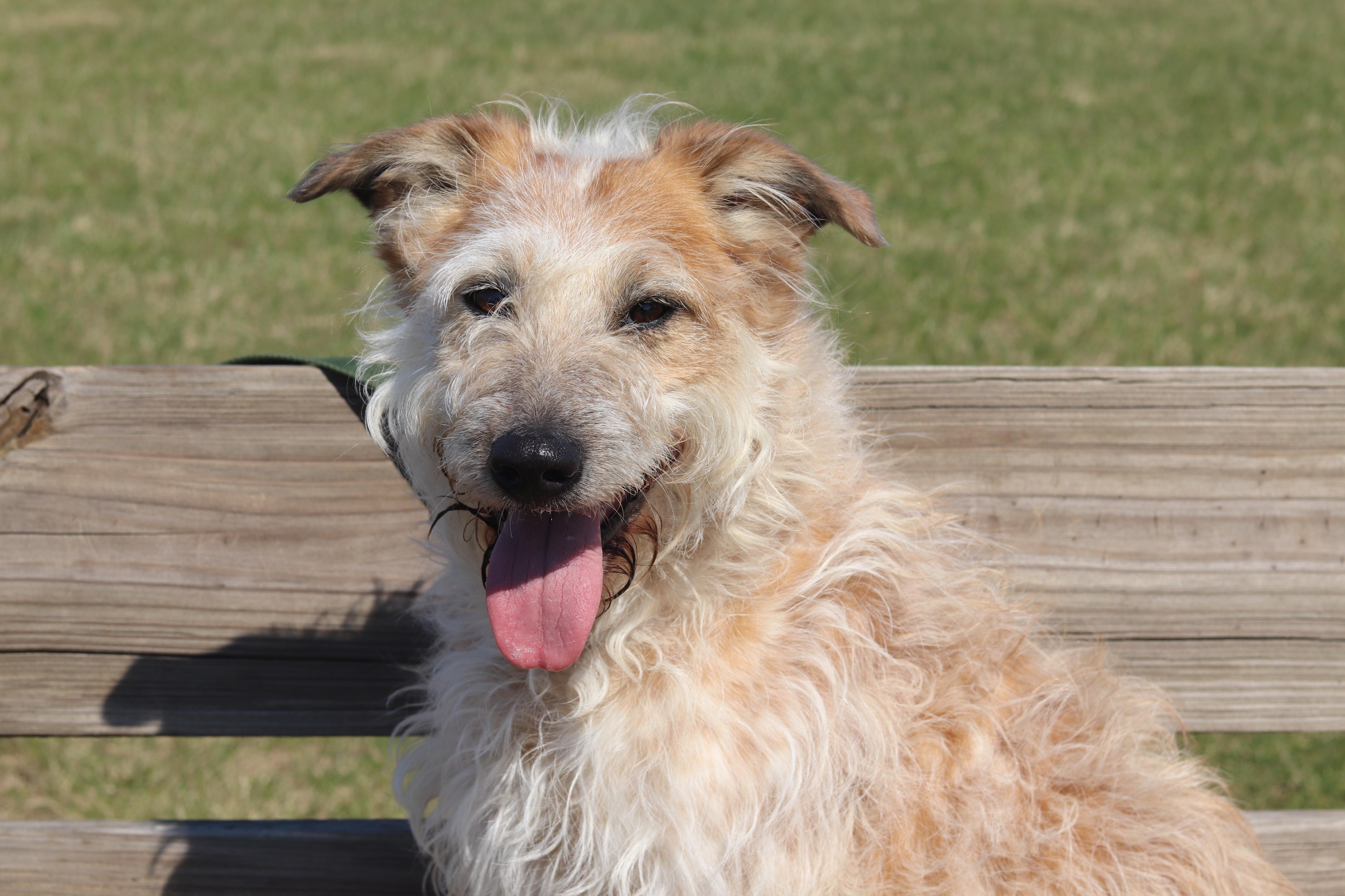 Indy, ADOPTABLE, Adult Female Mixed Breed.