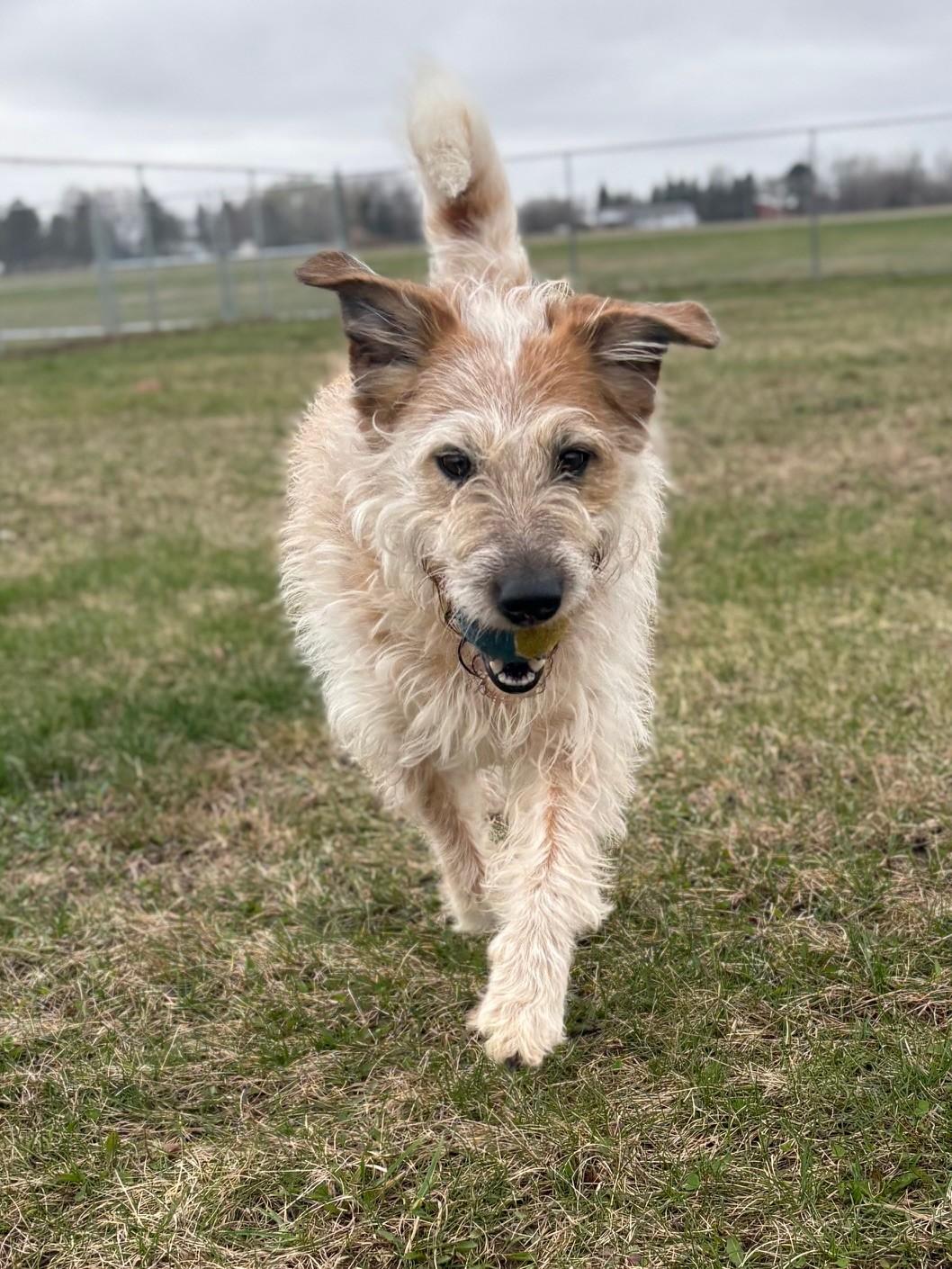 Enlarge Indy, a ADOPTABLE Mixed Breed in Ionia, MI image 6/6
