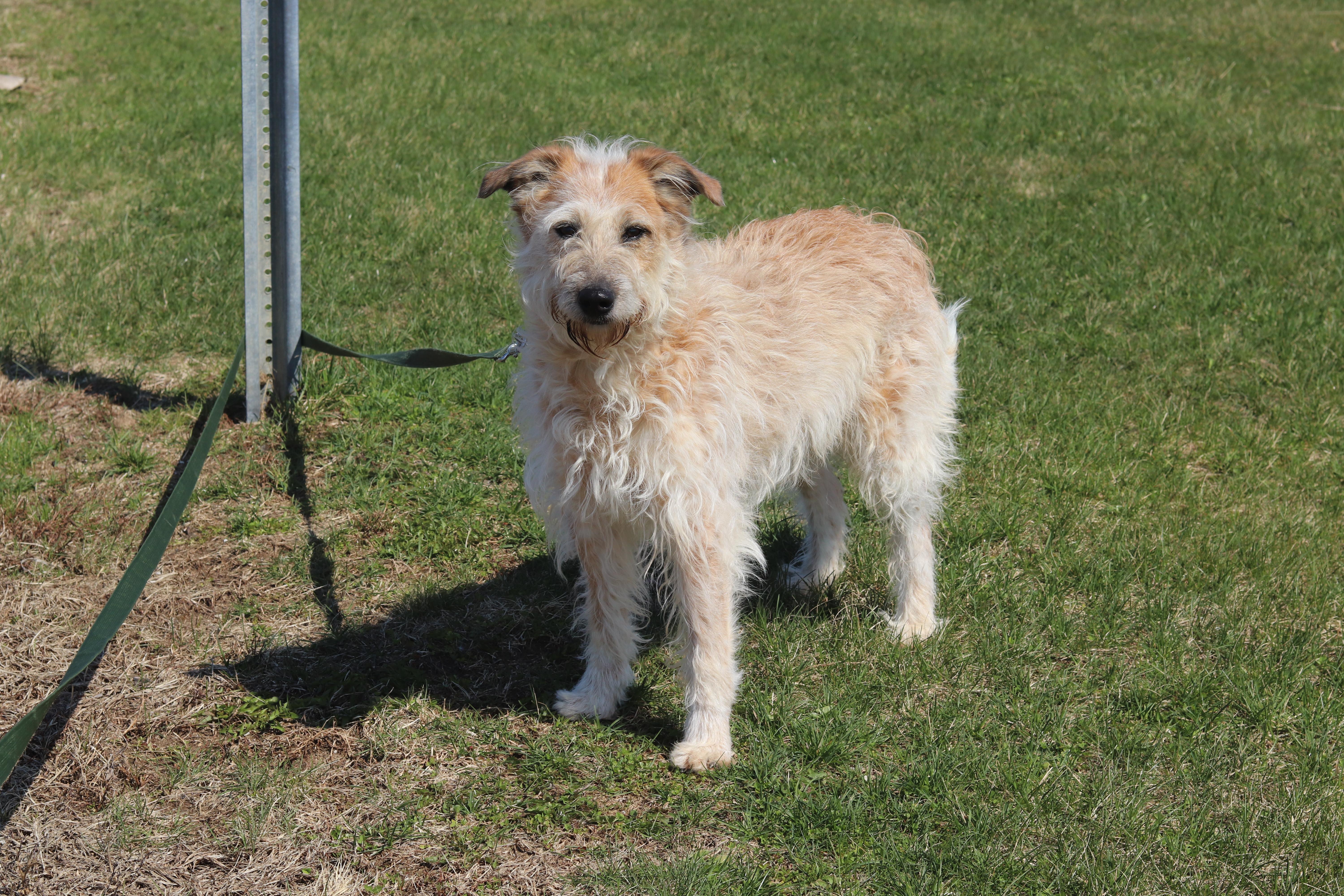 Enlarge Indy, a ADOPTABLE Mixed Breed in Ionia, MI image 3/6