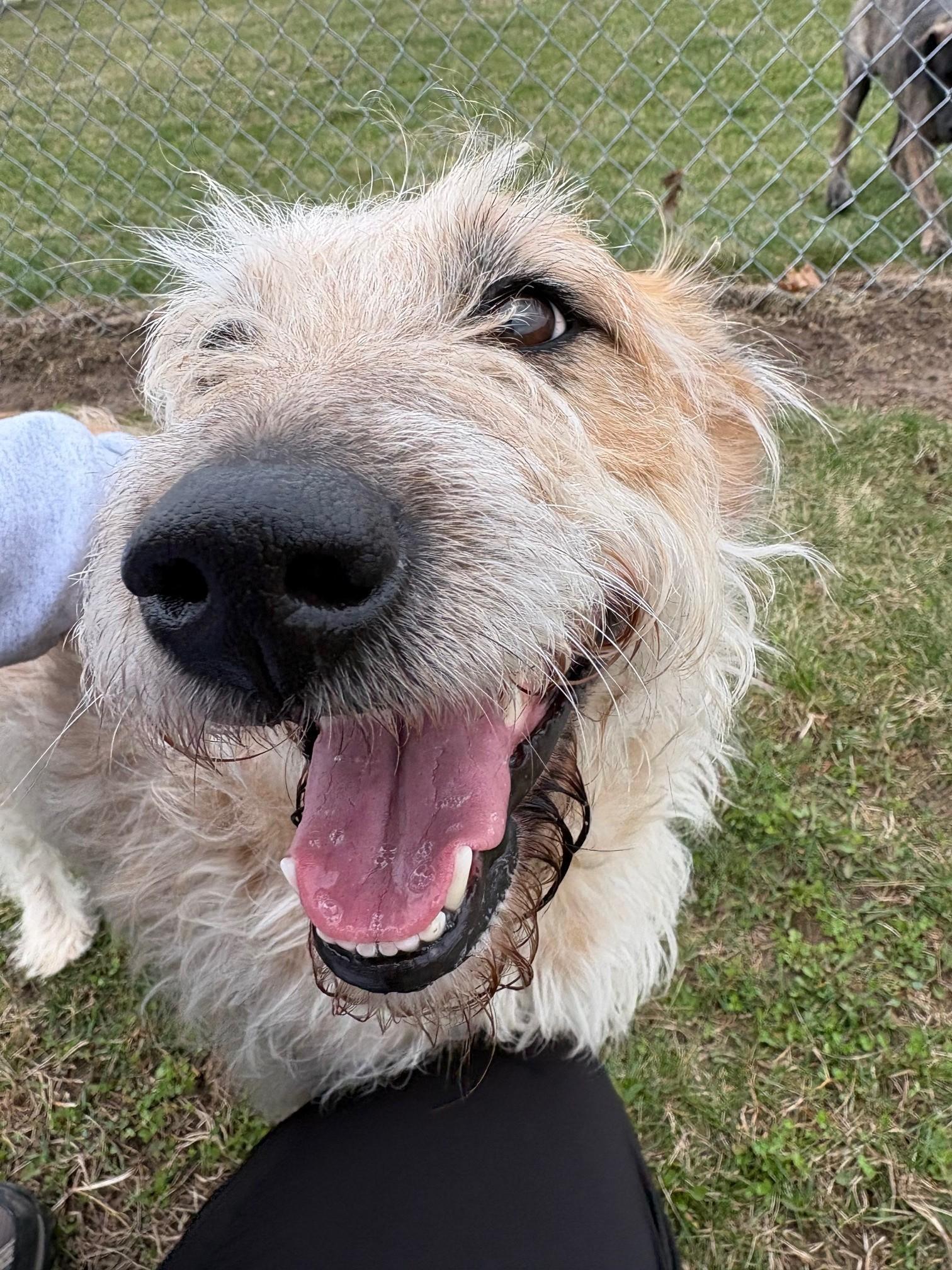 Enlarge Indy, a ADOPTABLE Mixed Breed in Ionia, MI image 5/6