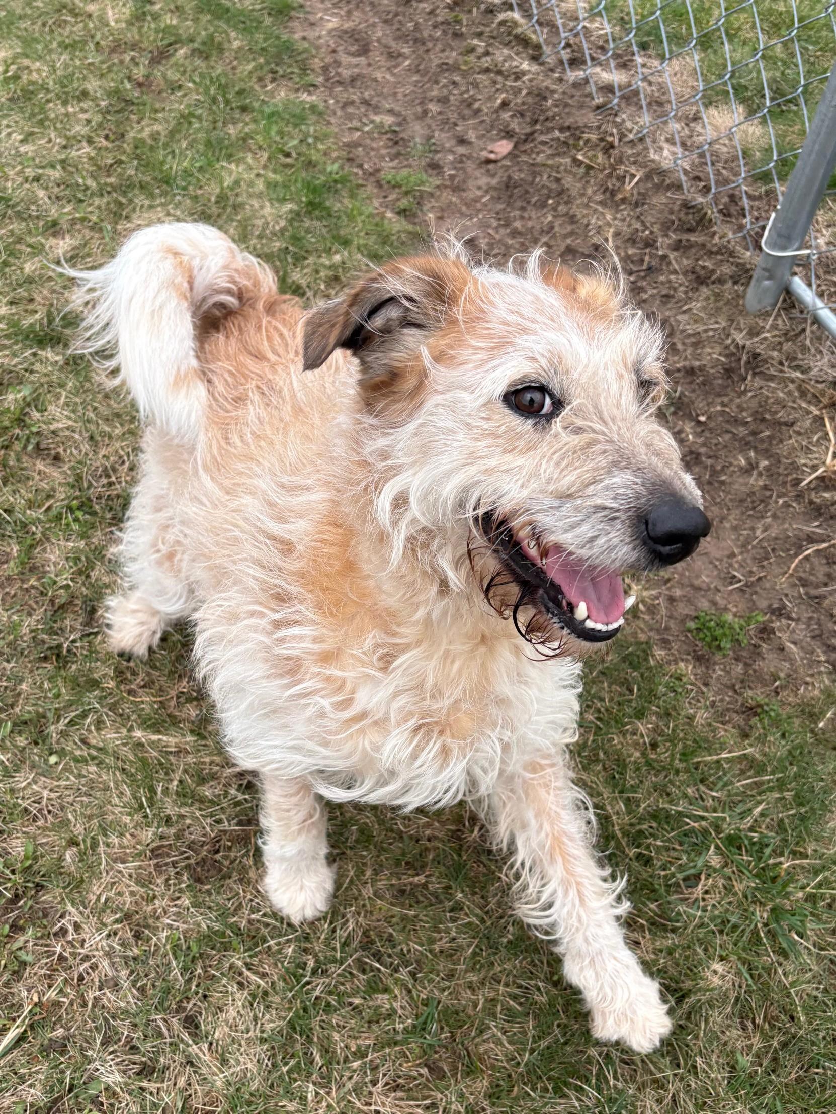 Enlarge Indy, a ADOPTABLE Mixed Breed in Ionia, MI image 4/6