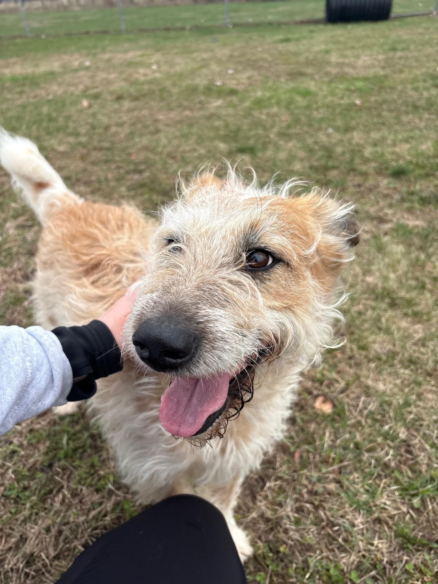 Enlarge Indy, a ADOPTABLE Mixed Breed in Ionia, MI image 2/6