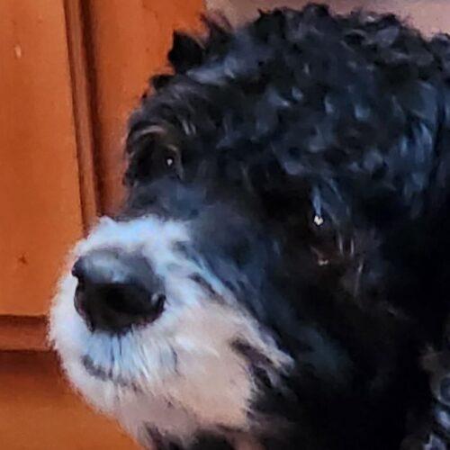 Enlarge Leia NM 23032, a Adoptable Cocker Spaniel in Parker, CO image 1/1