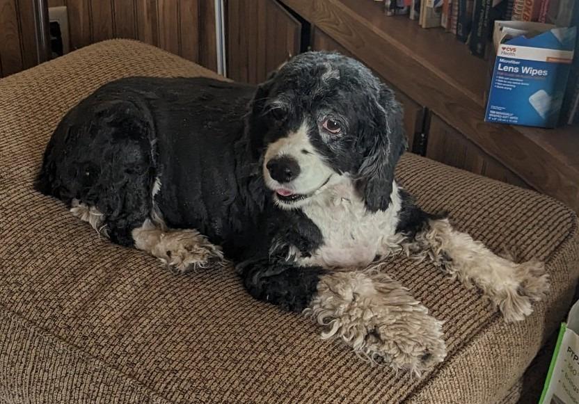 Enlarge Leia NM 23032, a Adoptable Cocker Spaniel in Parker, CO image 2/2