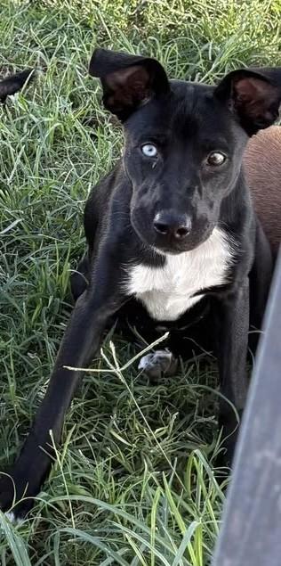 Stella Blue, Adoptable, Puppy Female Labrador Retriever & Border Collie.
