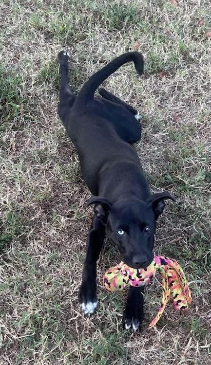 Enlarge Stella Blue, a Adoptable mixed breed in Grove, OK image 2/3