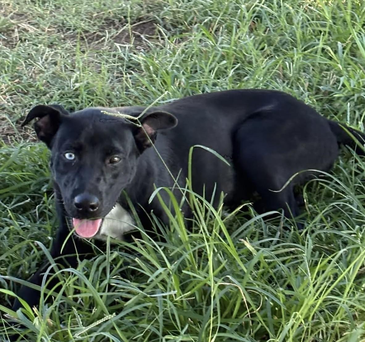 Enlarge Stella Blue, a Adoptable mixed breed in Grove, OK image 3/3
