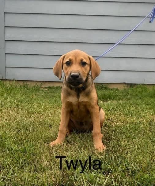 Twyla, Adoptable, Puppy Female Labrador Retriever & Hound.