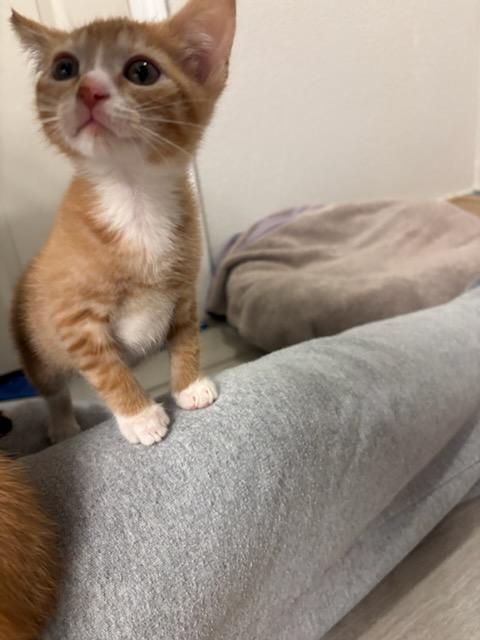 Enlarge Socks, a Adoptable Domestic Short Hair in Radford, VA image 3/4