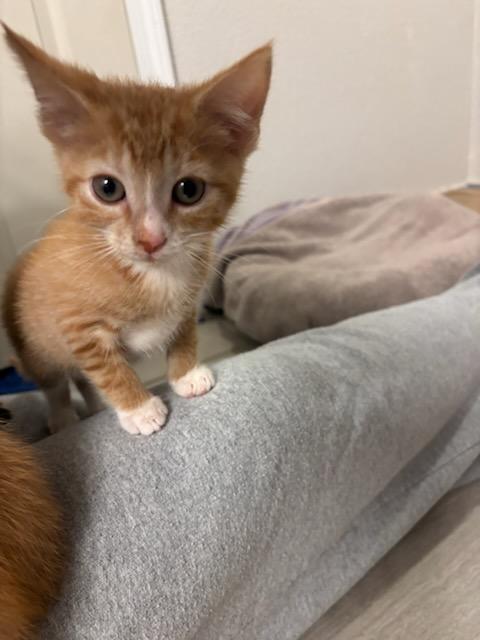 Enlarge Socks, a Adoptable Domestic Short Hair in Radford, VA image 2/4