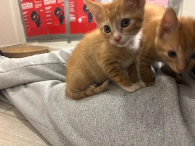 Enlarge Socks, a Adoptable Domestic Short Hair in Radford, VA image 4/4