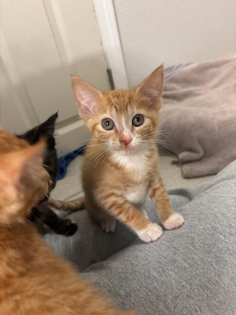 Enlarge Socks, a Adoptable Domestic Short Hair in Radford, VA image 1/4