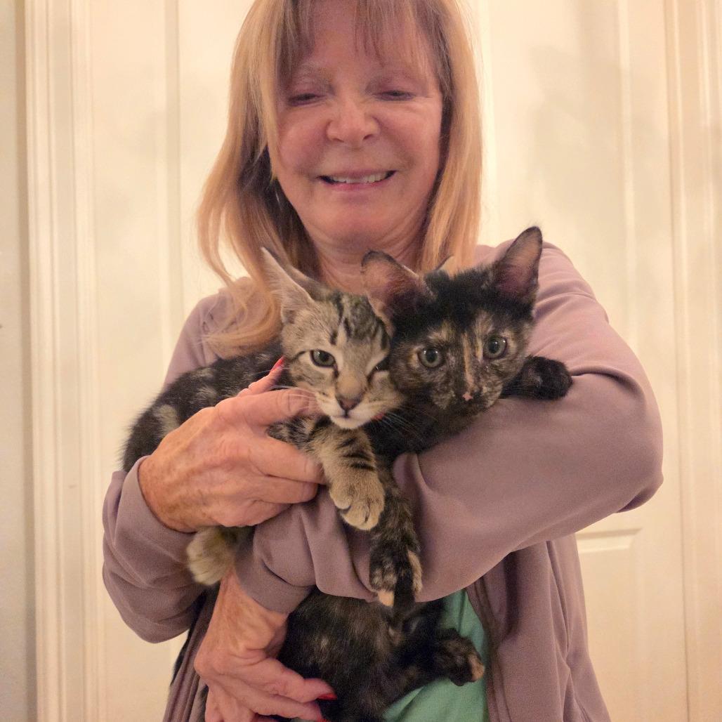 Star, Adoptable, Kitten Female Domestic Short Hair.