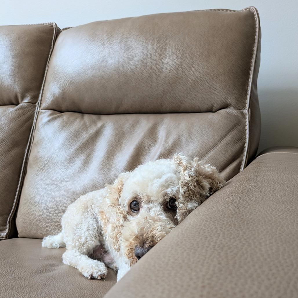 Enlarge Diesel, a Adoptable Miniature Poodle in Rochester, MN image 1/6