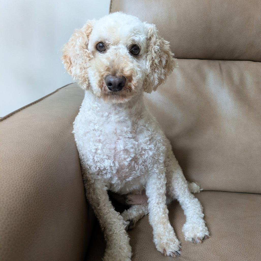 Enlarge Diesel, a Adoptable Miniature Poodle in Rochester, MN image 2/6