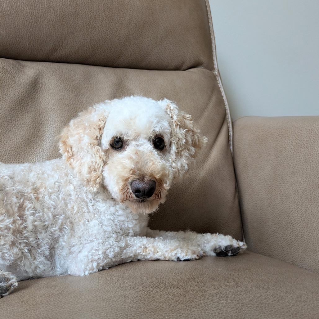 Enlarge Diesel, a Adoptable Miniature Poodle in Rochester, MN image 3/6
