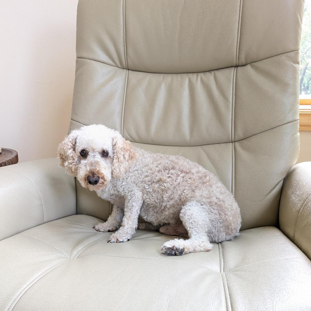 Enlarge Diesel, a Adoptable Miniature Poodle in Rochester, MN image 4/6