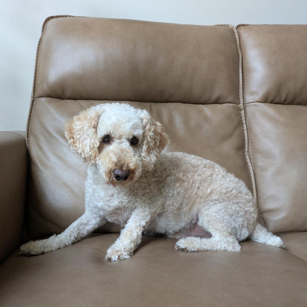 Enlarge Diesel, a Adoptable Miniature Poodle in Rochester, MN image 5/6