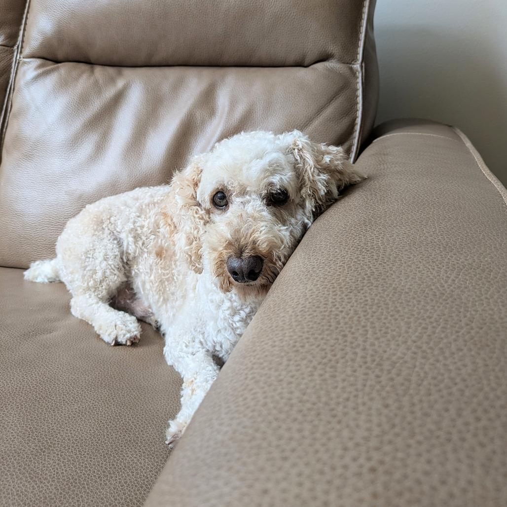 Enlarge Diesel, a Adoptable Miniature Poodle in Rochester, MN image 6/6