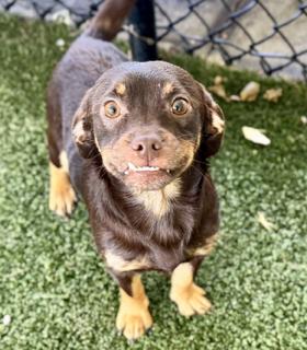 Enlarge Ricky, a ADOPTABLE Chiweenie in Orlando, FL image 1/1